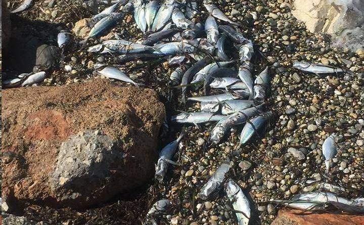شاطئ كورنثيا امتلأ بالأسماك الميتة [صور فيديو]