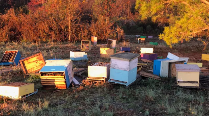 دب يداهم مزرعة نحل شمال اليونان ويلتهم 40 كيلو من العسل
