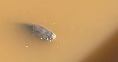 فيضانات لاريسا: الأسماك تسبح في المياه الموحلة داخل المدينة [فيديو]